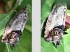 Cydia splendana
